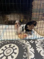 Oreo, a male Yorkshire Terrier for sale in Fresno, CA – 10 of 10