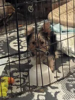 Cookie, a male Yorkshire Terrier for sale in Fresno, CA – 9 of 9