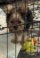 Cookie, a male Yorkshire Terrier for sale in Fresno, CA – 2 of 9
