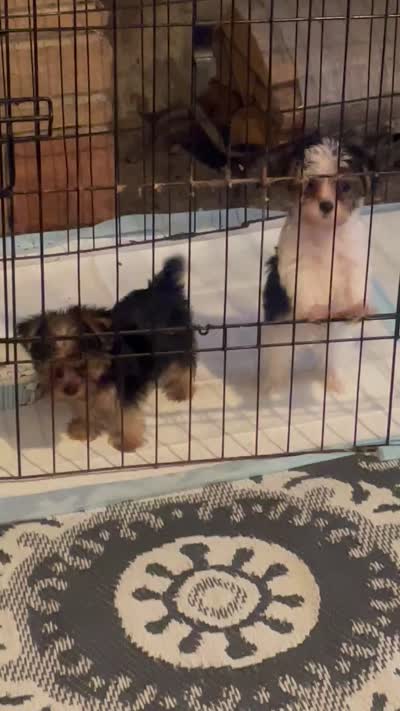 Oreo, a male Yorkshire Terrier for sale in Fresno, CA – 9 of 10