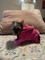 Darla, a female Yorkshire Terrier for sale in Fresno, CA – 7 of 10