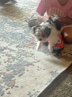 Oreo, a male Yorkshire Terrier for sale in Fresno, CA – 7 of 10