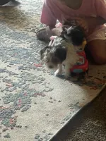 Oreo, a male Yorkshire Terrier for sale in Fresno, CA – 6 of 10