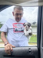 Oreo, a male Yorkshire Terrier for sale in Fresno, CA – 3 of 10