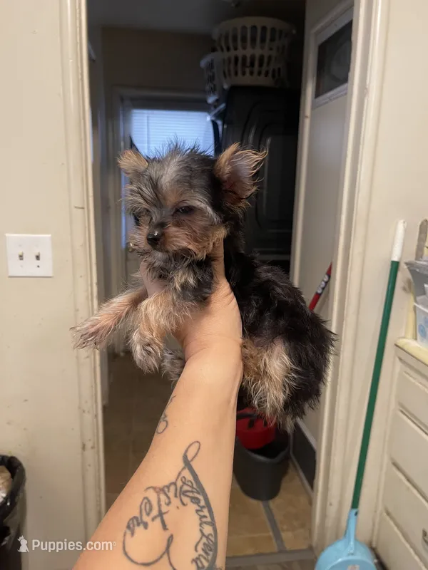 Darla – Yorkshire Terrier puppy for sale in Fresno, CA