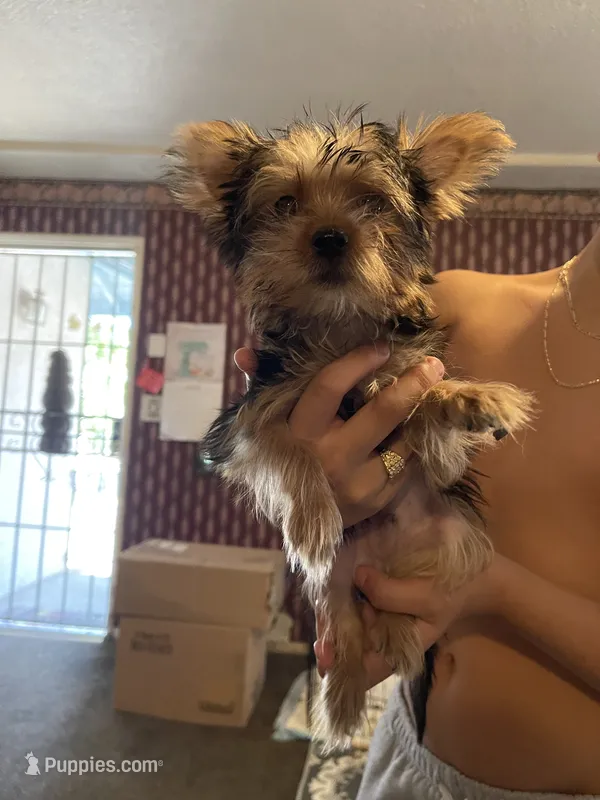 Cookie – Yorkshire Terrier puppy for sale in Fresno, CA