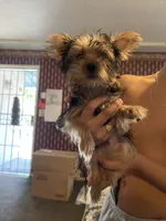 Cookie, a male Yorkshire Terrier for sale in Fresno, CA – 1 of 9