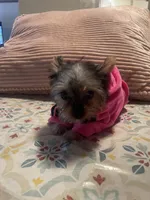 Darla, a female Yorkshire Terrier for sale in Fresno, CA – 9 of 10