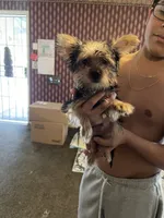 Cookie, a male Yorkshire Terrier for sale in Fresno, CA – 3 of 9