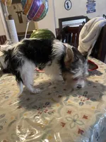 Oreo, a male Yorkshire Terrier for sale in Fresno, CA – 6 of 7