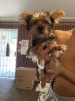 Cookie, a male Yorkshire Terrier for sale in Fresno, CA – 5 of 9