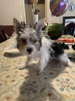 Oreo, a male Yorkshire Terrier for sale in Fresno, CA – 5 of 7