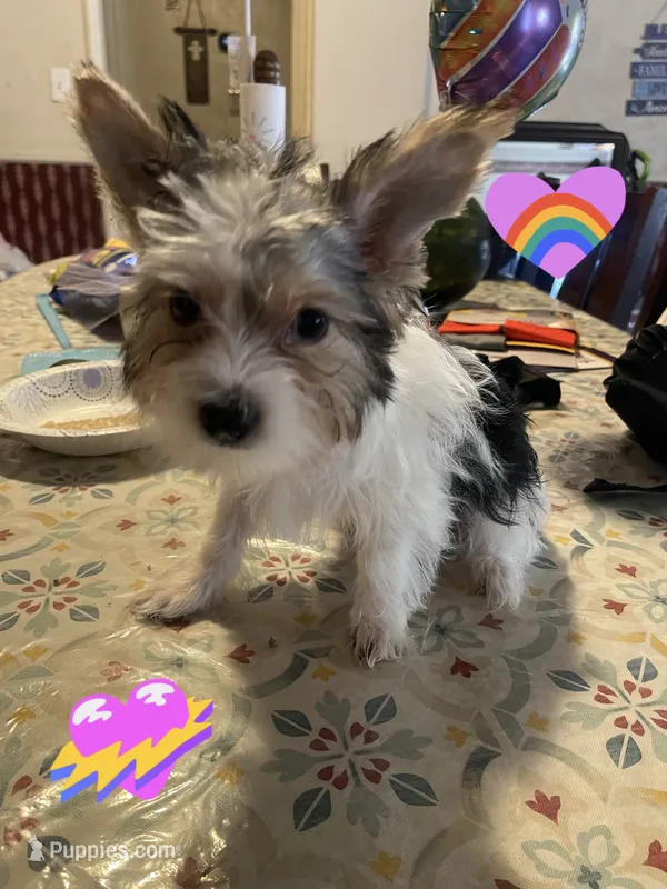 Oreo – Yorkshire Terrier puppy for sale in Fresno, CA