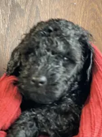 AKC boy - Champion parents, a male Poodle - Miniature  for sale in Santa Rosa, CA – Photo 7 of 7