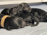 AKC boy - Champion parents, a male Poodle - Miniature  for sale in Santa Rosa, CA – Photo 4 of 7