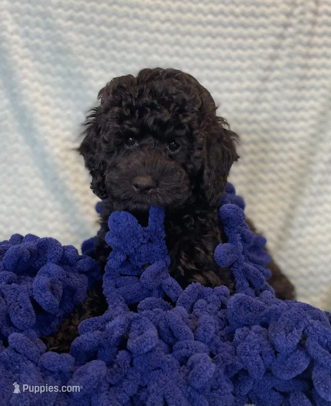 AKC boy- Champion parents – Poodle - Miniature  puppy for sale in Santa Rosa, CA