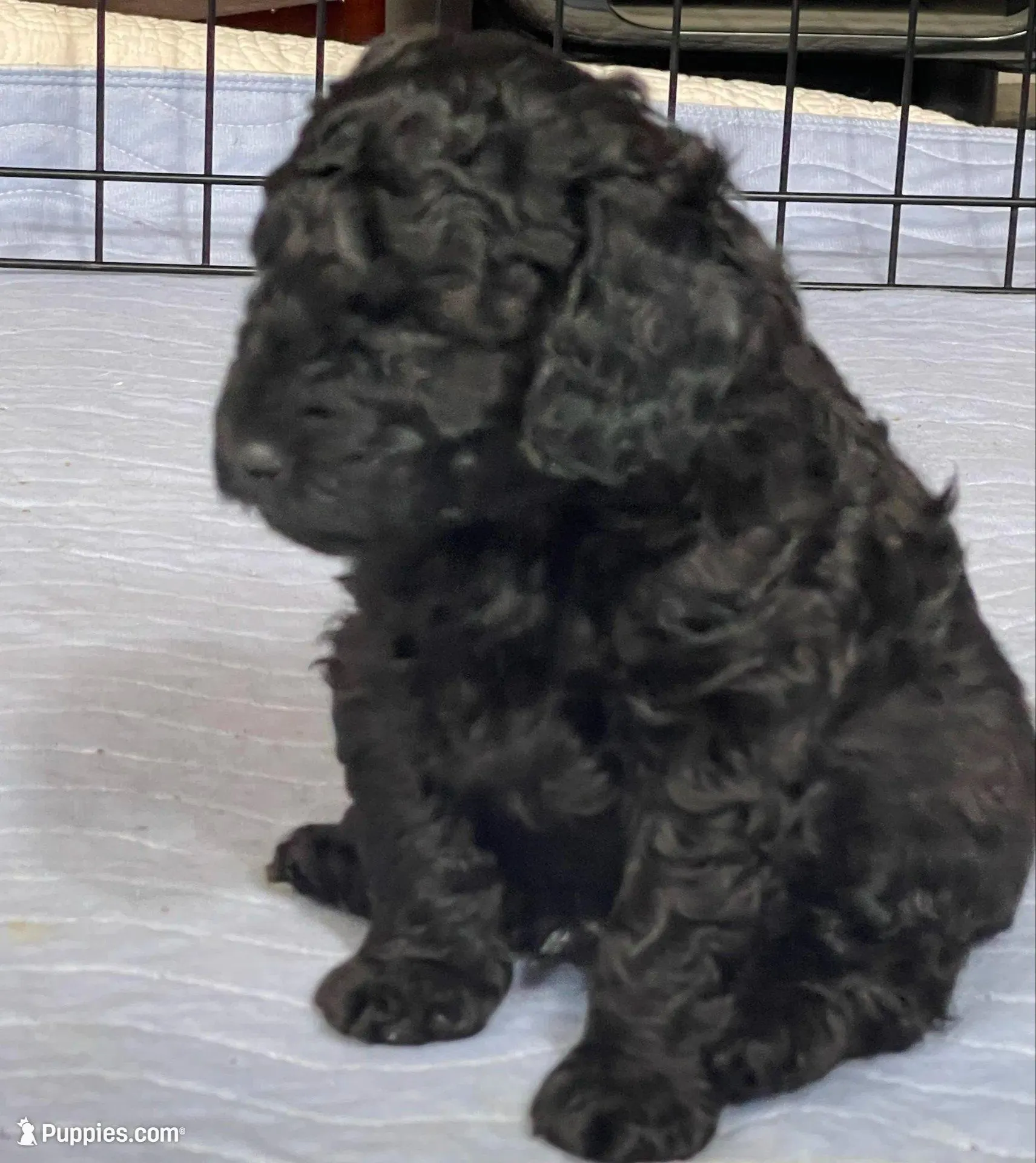 AKC boy - Champion parents – Poodle - Miniature  puppy for sale in Santa Rosa, CA