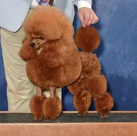 AKC boy - Champion parents, a male Poodle - Miniature  for sale in Santa Rosa, CA – Photo 2 of 7