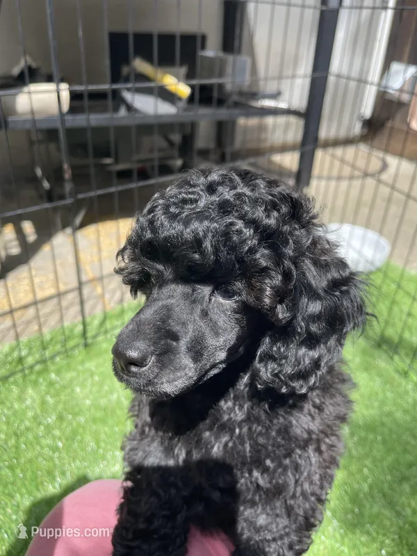 AKC boy - Champion parents – Poodle - Miniature  puppy for sale in Santa Rosa, CA