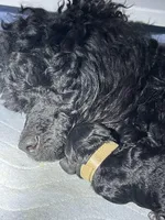 AKC boy - Champion parents, a male Poodle - Miniature  for sale in Santa Rosa, CA – Photo 6 of 7