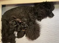 AKC boy - Champion parents, a male Poodle - Miniature  for sale in Santa Rosa, CA – Photo 5 of 7