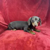 Jojo, a female Chiweenie for sale in Richmond, VA – 1 of 1