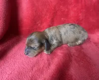 Emily, a female Miniature Dachshund for sale in Richmond, VA – Photo 1 of 2