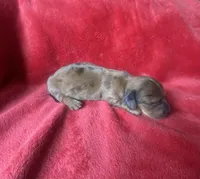 Emily, a female Miniature Dachshund for sale in Richmond, VA – Photo 2 of 2