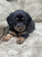 Rocco, a male Miniature Dachshund for sale in Richmond, VA – Photo 2 of 3