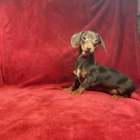 Pansy, a male Chiweenie for sale in Richmond, VA – 1 of 1