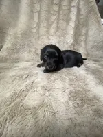 Clara, a female Miniature Dachshund for sale in Richmond, VA – Photo 2 of 2