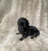 Kate, a female Miniature Dachshund for sale in Richmond, VA – Photo 1 of 2