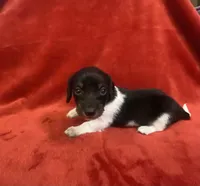 Woody, a male Miniature Dachshund for sale in Richmond, VA – Photo 3 of 4