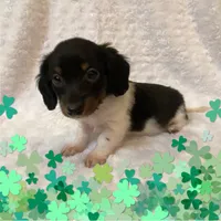 Woody, a male Miniature Dachshund for sale in Richmond, VA – Photo 2 of 4