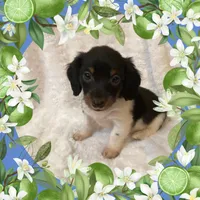 Woody, a male Miniature Dachshund for sale in Richmond, VA – Photo 1 of 4