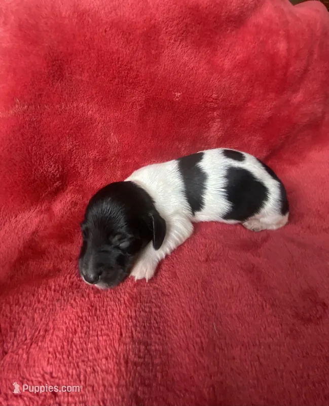 Grant, a male Miniature Dachshund for sale in Richmond, VA – Photo 1 of 2