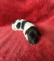 Grant, a male Miniature Dachshund for sale in Richmond, VA – Photo 2 of 2