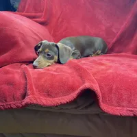 Roxy, a male Chiweenie for sale in Richmond, VA – 1 of 1