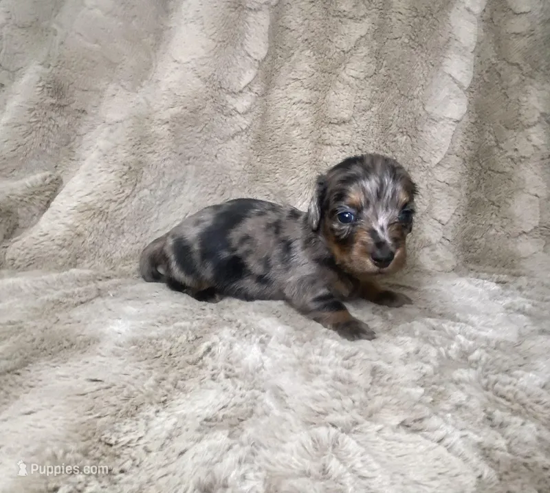 Kirby, a male Miniature Dachshund for sale in Richmond, VA – Photo 1 of 2