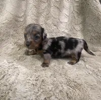 Kirby, a male Miniature Dachshund for sale in Richmond, VA – Photo 2 of 2