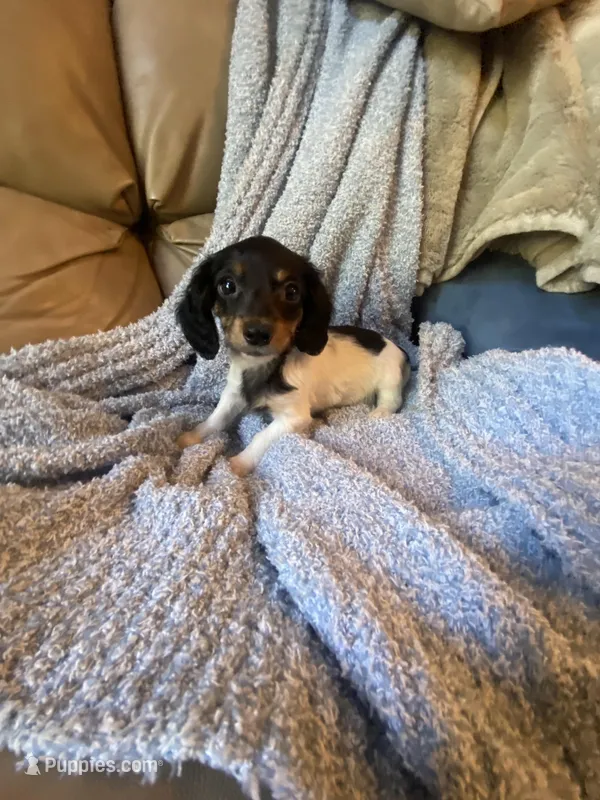 Snoopy, a male Miniature Dachshund for sale in Richmond, VA – Photo 1 of 2