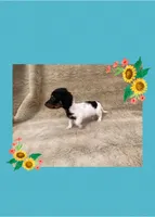 Snoopy, a male Miniature Dachshund for sale in Richmond, VA – Photo 2 of 2