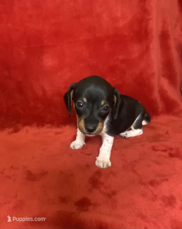 Ziggy, a male Miniature Dachshund for sale in Richmond, VA – Photo 1 of 2