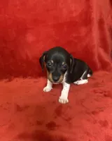 Ziggy, a male Miniature Dachshund for sale in Richmond, VA – Photo 1 of 2