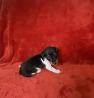 Ziggy, a male Miniature Dachshund for sale in Richmond, VA – Photo 2 of 2