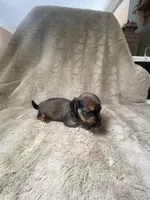 Chester, a male Miniature Dachshund for sale in Richmond, VA – Photo 2 of 2