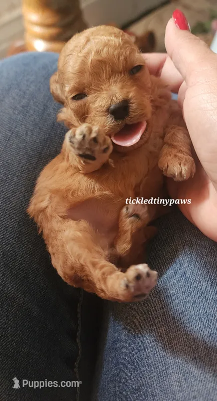 Cara – Poodle - Toy  puppy for sale in Chester, WV