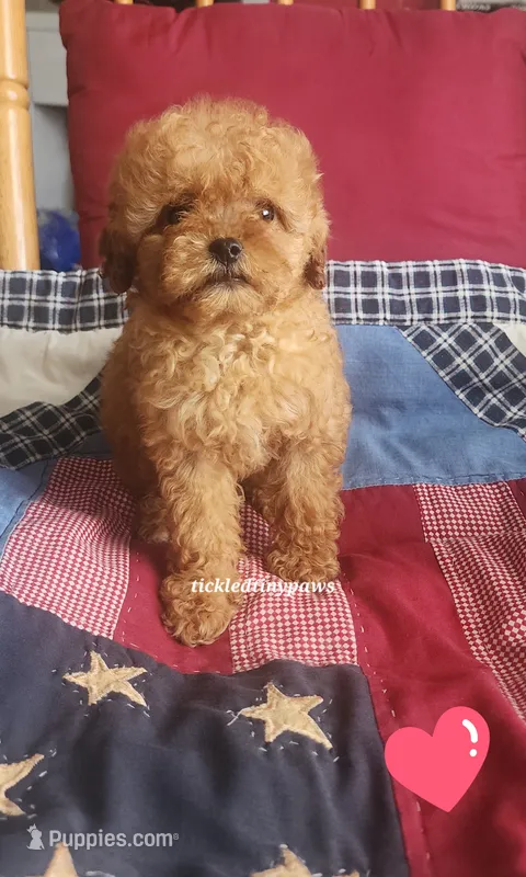 Cara – Poodle - Toy  puppy for sale in Chester, WV