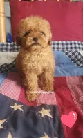 Cara, a female Poodle - Toy  for sale in Chester, WV – 1 of 5