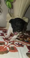 Cookie, a female Poodle - Toy  for sale in Chester, WV – 2 of 3